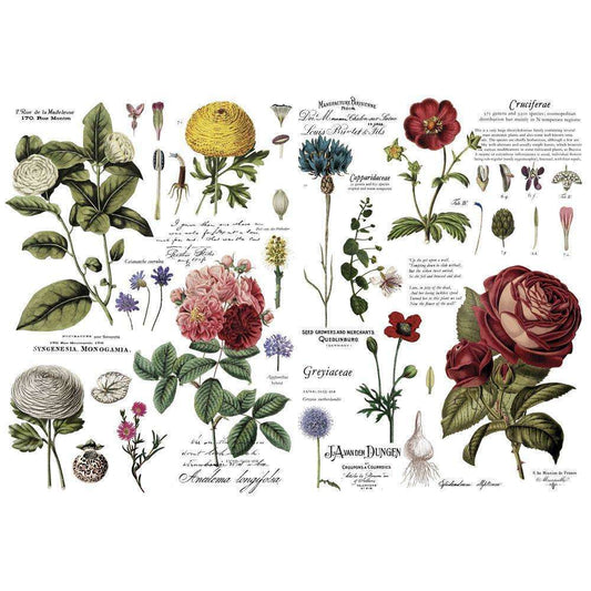 Odell Project:Redesign - Decor Transfers - Vintage Botanical